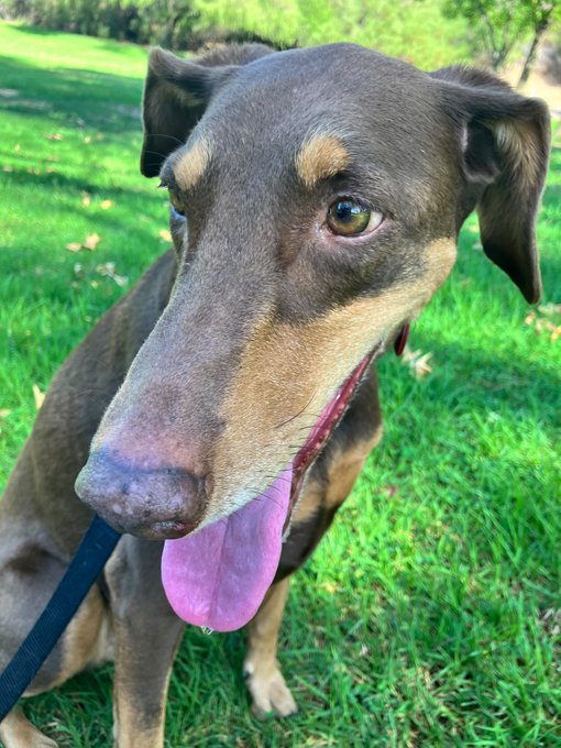 A close-up of a brown and tan dog panting happily with its tongue out while on a leash in a grassy park.