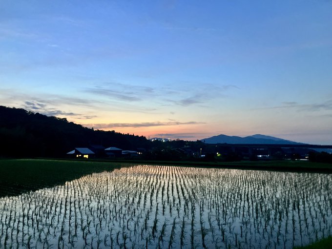 The image shows a large field of rice paddies that appears calm under a clear blue sky, possibly at sunset. In front of these rice fields, there are houses which might be part of the same landholding or community nearby. The scene is peaceful, with no people visible in the photo. The combination of the rice fields and houses creates an interesting contrast between agricultural activity and residential living.