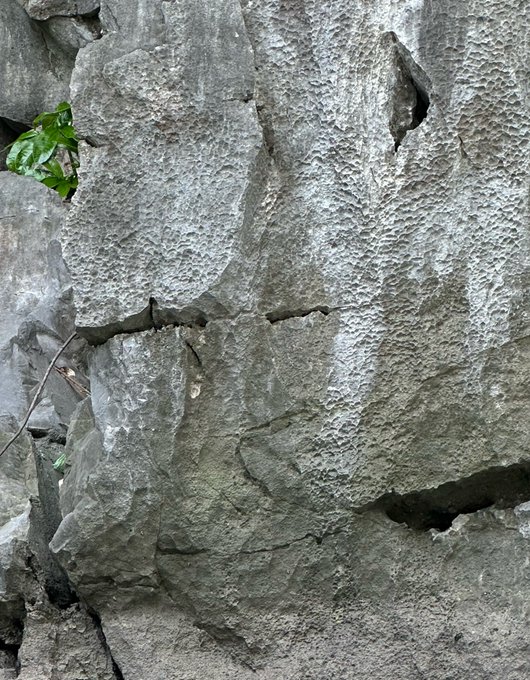 A close-up view of a heavily textured, weathered gray limestone rock face with small green leaves peeking from crevices on the left side.