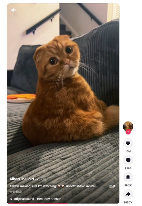 A cute orange Scottish Fold cat, credited to “AlbertTheFold,” sits upright on a gray couch, with the caption “Always making sure I’m watching” and hashtags #scottishfold and #cute. The post also includes the visible username AlbertTheFold and the accompanying string “8eQwtFZGKJ27N3yQU9LgNQPPrprga6ZiUCprBe6cpump,” which appears to be an unrelated on-chain token identifier.