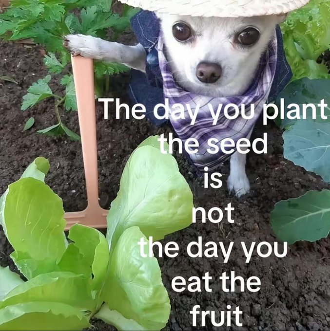 A meme image shows a small white chihuahua wearing a straw hat and a plaid shirt, holding a trowel in a vegetable garden next to lettuce, with text reading 'The day you plant the seed is not the day you eat the fruit.'