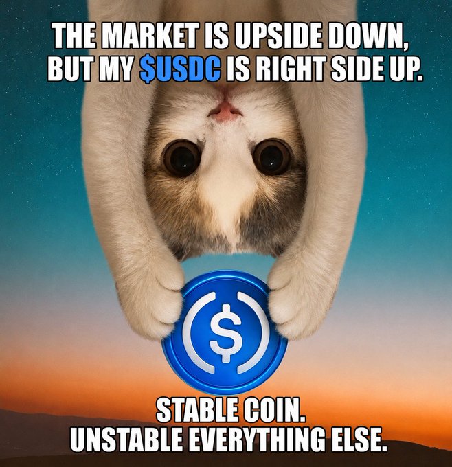 The image features a cat with its paws around a blue coin, which has a dollar sign on it. The caption of the image reads "Stable coin, unstable everything else." This statement seems to be related to the market being upside down or the USDC's right side up.