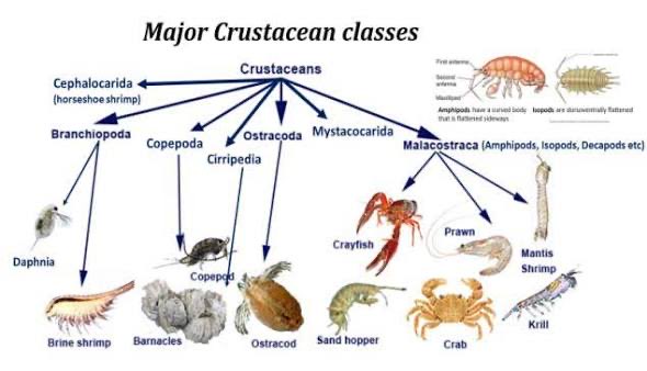 An educational diagram titled 'Major Crustacean classes' illustrating the taxonomic tree of crustaceans, including classes like Cephalocardia, Branchiopoda, and Malacostraca, with examples like Daphnia, Copepod, and Crab.