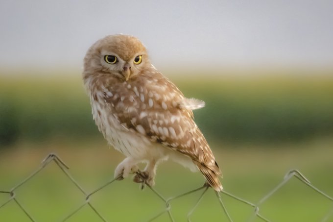 A small brown and white speckled owl perched on a wire fence, looking directly at the camera with bright yellow eyes against a blurred green background.