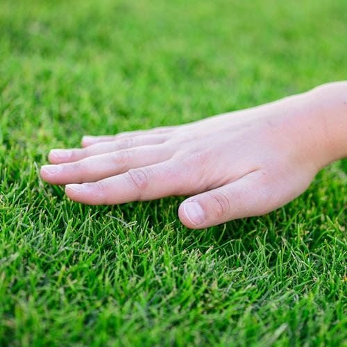 A hand reaches down to touch vibrant green grass in a sunlit outdoor setting.