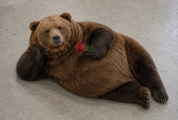 A brown bear lies on concrete, propped on one elbow while holding a red rose near its chest in a reclined, human-like pose.