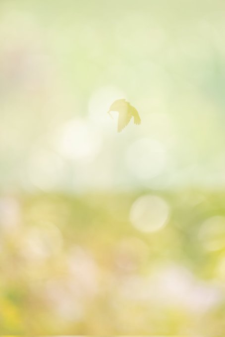 A bright, highly blurred image showing a soft green and yellow landscape with a small, indistinct bird-like shape in the center.