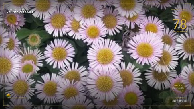 A close-up photograph of pink and white daisy-like flowers with yellow centers, overlaid with UI elements reading 'PROOF OF LIFE verified outdoors', 'DAY 78', 'CURRENTLY', 'TOP 15 SELECTED', 'CHALLENGE 04', and 'TOUCH grass'.