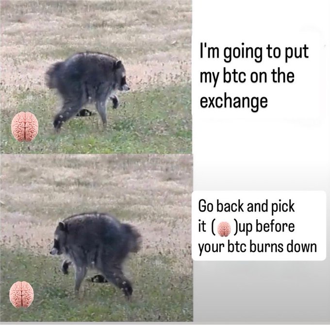 A two-panel meme shows a dog walking away from a brain emoji, with text reading "I'm going to put my btc on the exchange" followed by "Go back and pick it (🧠) up before your btc burns down," humorously illustrating the post's point that storing BTC on an exchange is an unintelligent choice that risks losing your crypto.