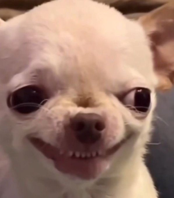 A close-up photo of a white Chihuahua with an unusual toothy underbite and wide eyes, often shared as a meme. The post uses this humorous, slightly unsettling dog face to mock the "If you missed Moonpay don't miss this" hype posts, suggesting crypto promoters should be blocked.