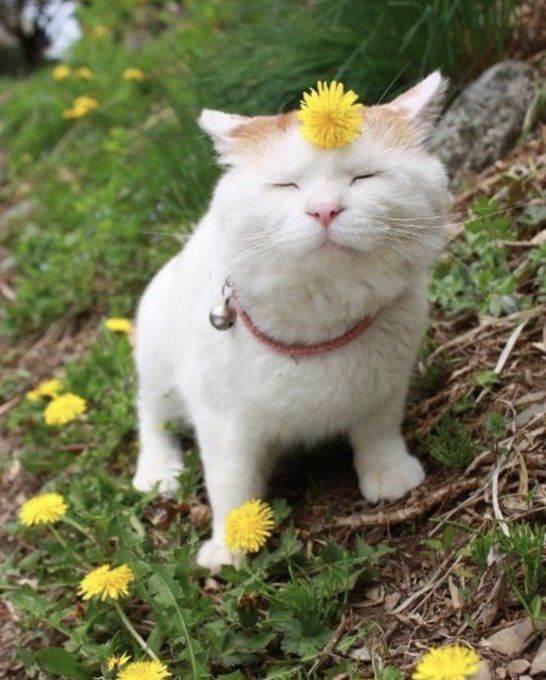 An adorable white and orange cat sits in a grassy field among yellow dandelions, with one dandelion playfully perched on its head while its eyes are blissfully closed.