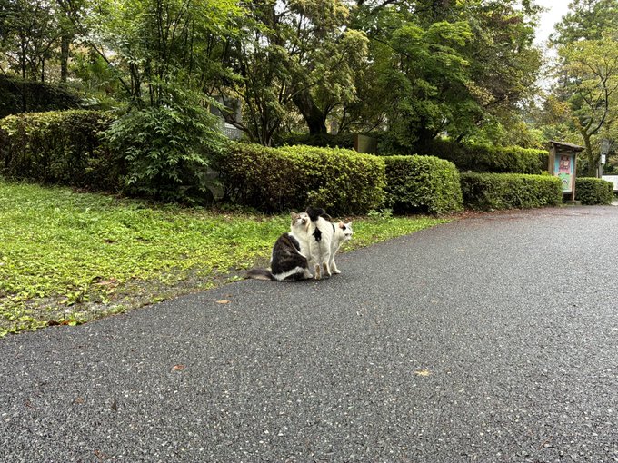Two black and white cats sit side-by-side on the edge of an asphalt path, looking toward a grassy park area with trees and hedges.