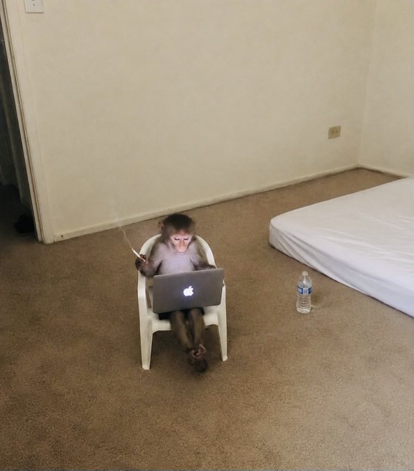 A humorous photo of a small monkey sitting in a white plastic chair using a MacBook laptop while holding a smoking cigarette, with a water bottle nearby on the carpeted floor.