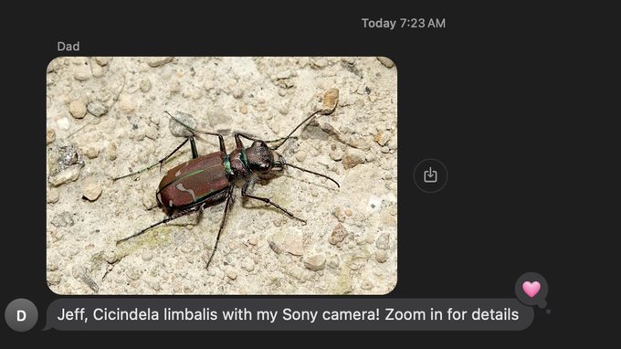 A text message from "Dad" (Jeff) at 7:23 AM showcases a macro photo of a bronze-colored Cicindela limbalis tiger beetle taken with a Sony camera, which fits the caption about waking up to beetle updates.