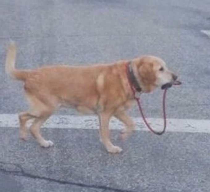 A low-resolution photo shows a tan dog walking on a leash along a paved road, with its mouth open and tongue visible. The caption’s “How it feels to stop watching legacy media” joke frames the dog’s forward movement as a metaphor for leaving traditional media behind.