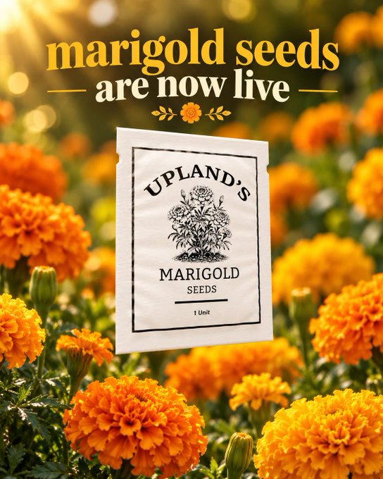 A cream-colored packet of "Upland's Marigold Seeds (1 Unit)" featuring a vintage floral illustration is displayed against a vibrant backdrop of blooming orange marigolds, visually reinforcing the announcement that these seeds are now available for purchase and stockpiling ahead of planting season.
