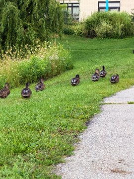A group of ducks walks along a grassy area next to a paved path, with trees and a building visible in the background.