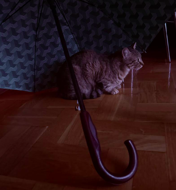A grey tabby cat sitting on a wooden parquet floor underneath an open black umbrella with a curved wooden handle.