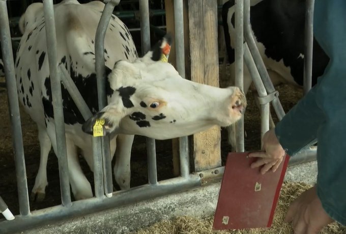 The image shows a person holding a red book while standing next to two cows behind metal bars. The cows are eating hay, with one of them having yellow tags on its ears. A caption below the photo reads "A German cow saw Trump and ran away Turns out a lot of people are feeling the same right now. This is the MOO-VEMENT. When everything feels off, we run together. No roadmap. No utility. Just the herd looking for better vibes."