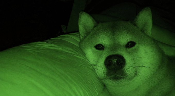 A Shiba Inu dog resting its head on a pillow, captured in night vision mode giving the entire image a green hue.