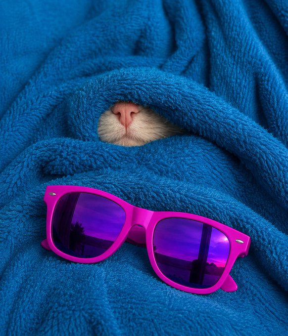 The image features a cat wearing pink sunglasses, which are placed over its eyes as if it's peeking out from behind them. The cat appears to be wrapped up in a blue blanket or towel, adding an element of coziness to the scene. The caption "We will bring the maxing vibes" suggests that the image is related to a post promoting a fun and playful atmosphere, possibly with a focus on sunglasses and cozy blankets.

The cat's position behind the sunglasses creates a sense of mystery or intrigue, as if it's peeking out from its hiding spot while wearing the pink shades. The blue blanket adds an additional layer of visual interest, contrasting with the pink sunglasses and making them stand out even more. Overall, this image captures a whimsical and lighthearted moment that could be related to the post "We will bring the maxing vibes".