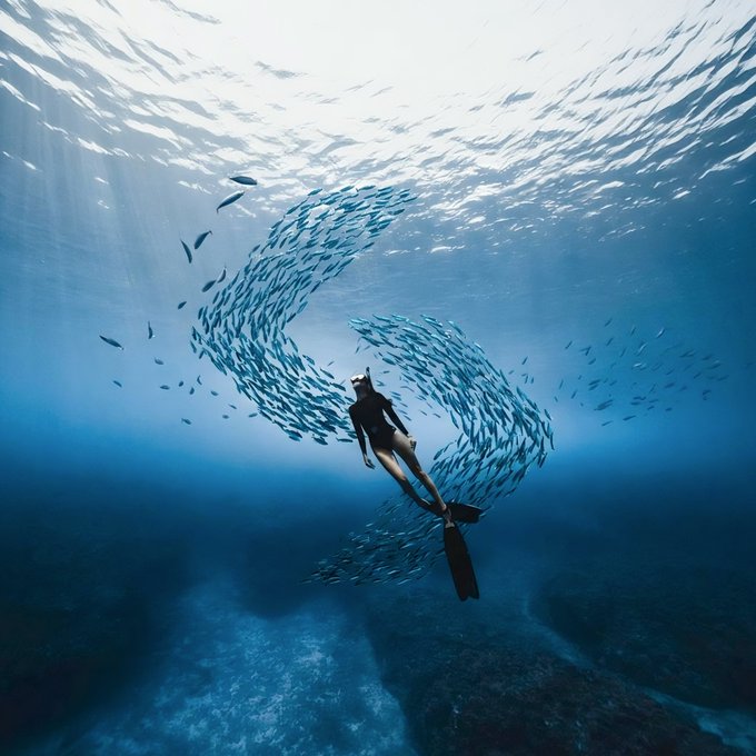 An underwater photograph showing a freediver in a black wetsuit and long fins swimming through a swirling school of fish illuminated by sunlight filtering through the surface.