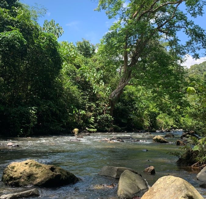 A serene nature scene showing a rocky stream flowing through a lush green forest under a bright blue sky.