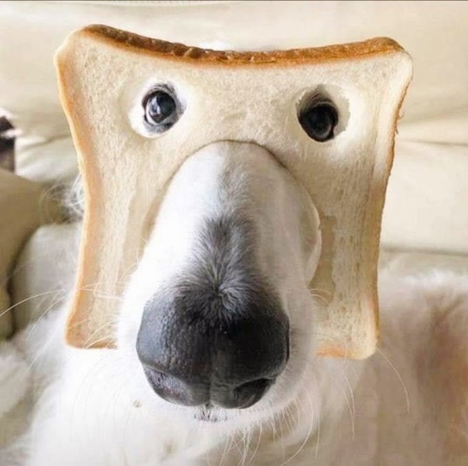 A humorous close-up of a white dog's face with a slice of bread featuring eye cutouts placed on its head, making it look like the dog is wearing a mask.
