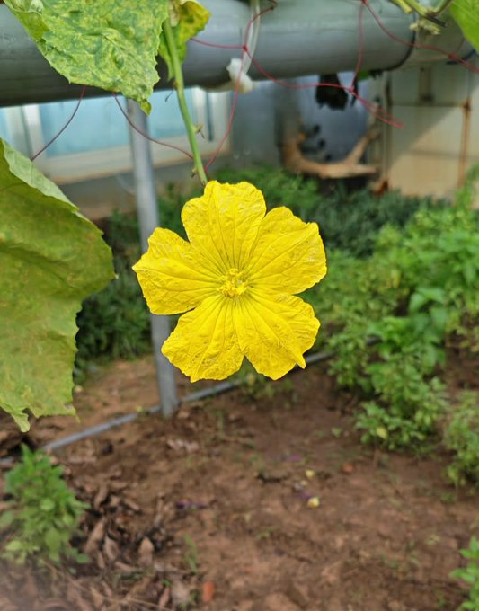 A close-up photograph of a bright yellow gourd/loofa flower with a water droplet in its center, blooming in what appears to be a greenhouse with other green foliage and metal supports visible in the background.