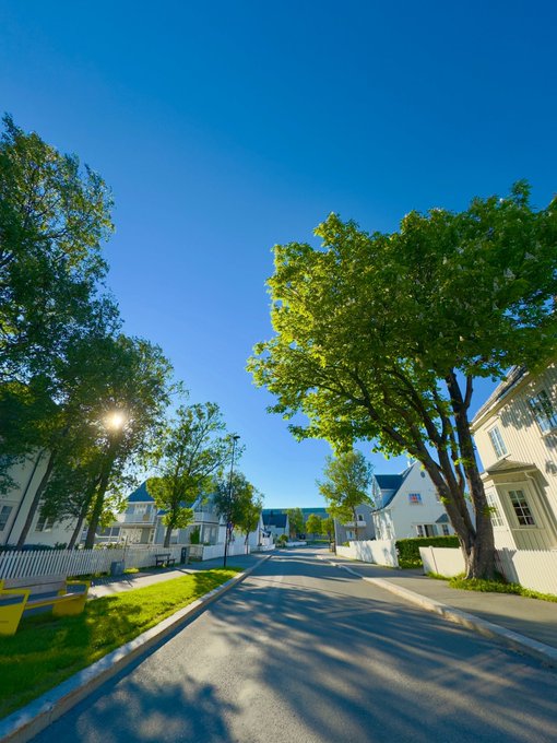 A quiet residential street lined with lush green trees and white houses under a clear blue sky, with sunlight filtering through the leaves.
