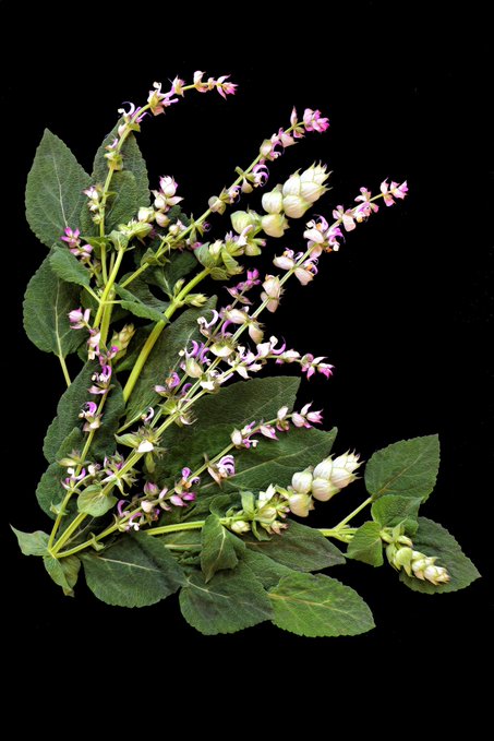 A pressed botanical specimen on a black background displaying green serrated leaves and small pink-white flower spikes, possibly showing Hyssop or a similar herb.