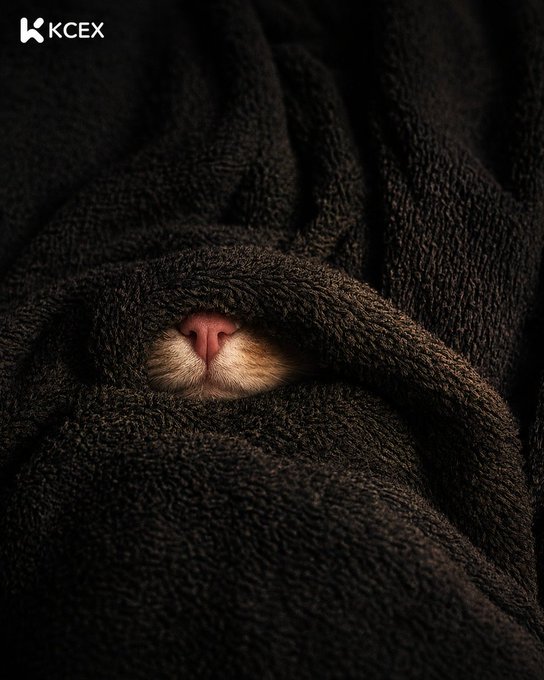 A close-up photo of a cat hiding under a dark blanket, with only its pink nose and cream-colored muzzle peeking through, branded with the 'KCEX' logo in the top-left corner.