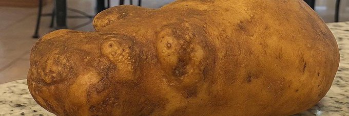 A large, oddly shaped potato rests on a speckled countertop, serving as the banner image for the Solana memecoin $HIPPO, which is named after and represented by the humble, quirky tuber.