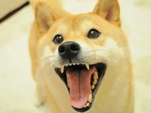 The image features a brown dog with its mouth open, panting, and showing off its teeth. The caption of the photo reads "Who's Excited For The World Cup '26? $DOGE", which seems to be a reference to a popular video game or event involving dogs.