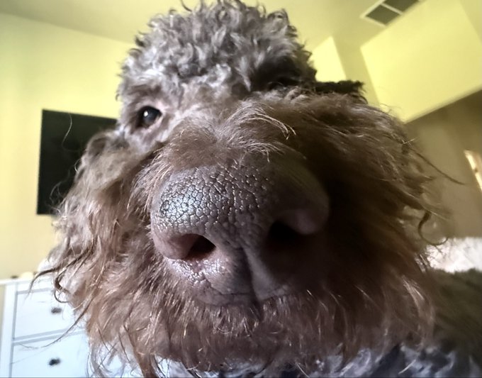 An extreme close-up of a brown curly-haired dog, with its wet nose prominently filling the frame as it sniffs the camera.