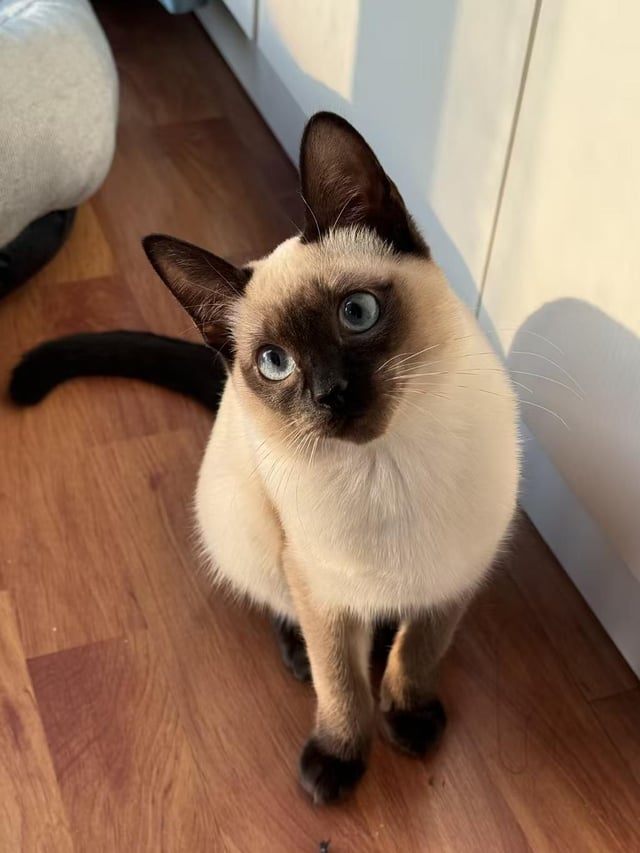 Photo of a Siamese cat with striking blue eyes sitting on a wooden floor, looking up at the camera.