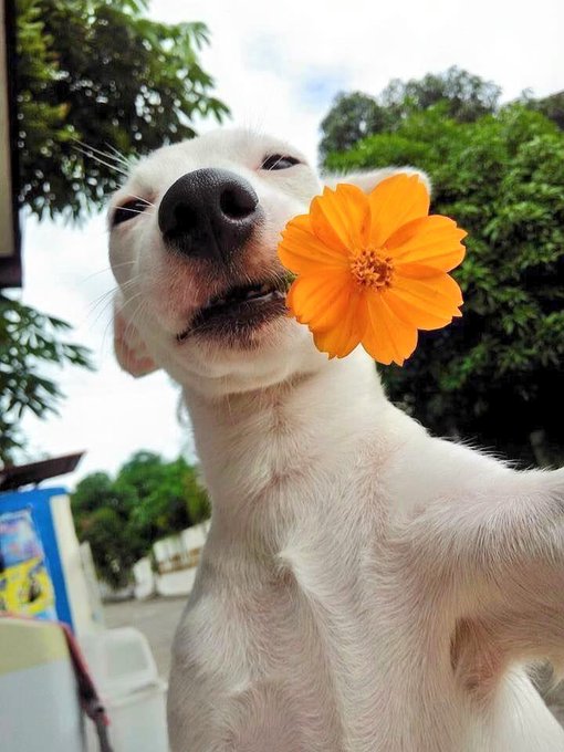 The image features a white dog holding an orange flower in its mouth. The dog appears to be posing with the flower for a photo. The caption of the image reads, "GM— CT Am I late to the party or nah..? Anyway, today marks the end of the @XoobNetwork impactshare campaign. I know most people will stop talking about Xoob after today, but trust me—as a creator, Xoob is built for you". The image seems to be related to the post by using the flower as an element in the photo.