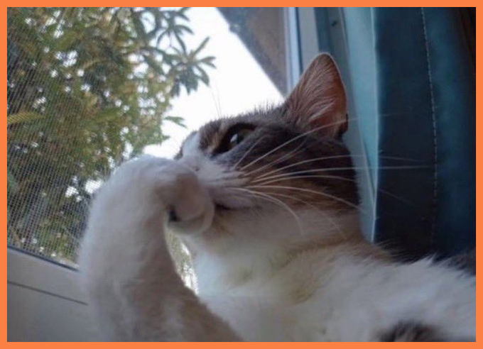 A close-up photo of a cat with white and brown fur looking up while pressing its paws against a window.