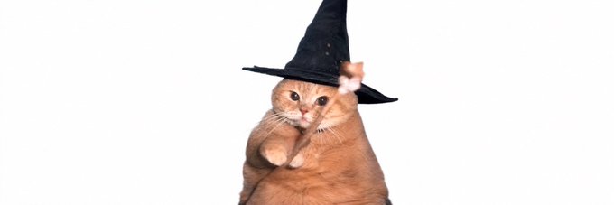 A humorous photo of a chubby orange cat wearing a black witch hat, posed with its paws together against a white background.