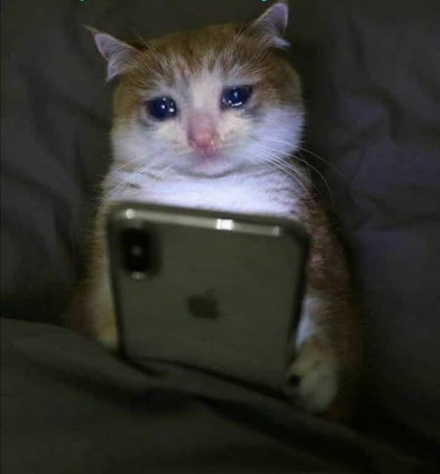 An orange and white cat holds an iPhone up to its face, peering over the top as if intensely checking its bank account or messages. The image humorously visualizes the "calculating money wey never drop" sentiment—the cat looks like it's anxiously awaiting funds that have yet to arrive.