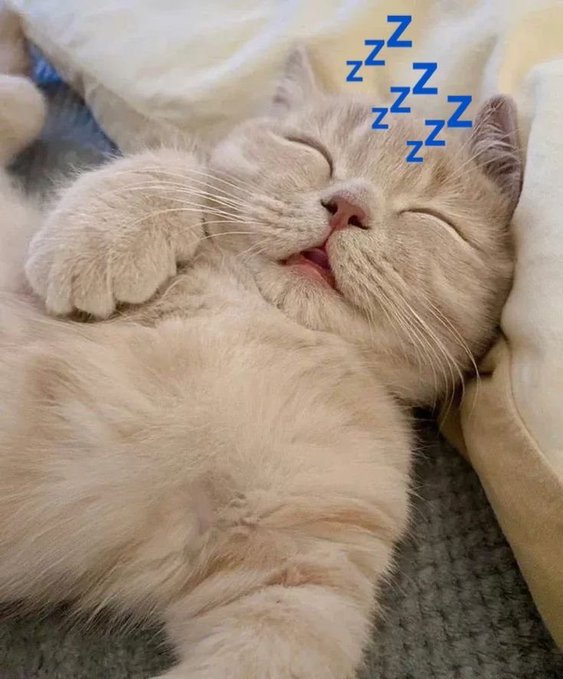A cream/white cat sleeping peacefully on its back with blue 'Zzz' text indicating sleep.