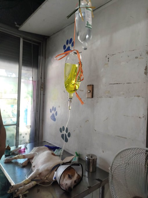 A sad-looking dog lies on a metal examination table receiving an IV drip of yellow fluid, likely at a veterinary clinic.