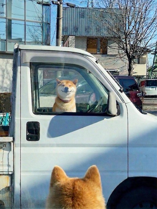 A smiling Shiba Inu dog sits inside the driver's seat of a white truck, looking out the window at another Shiba Inu whose head is visible from behind in the foreground.