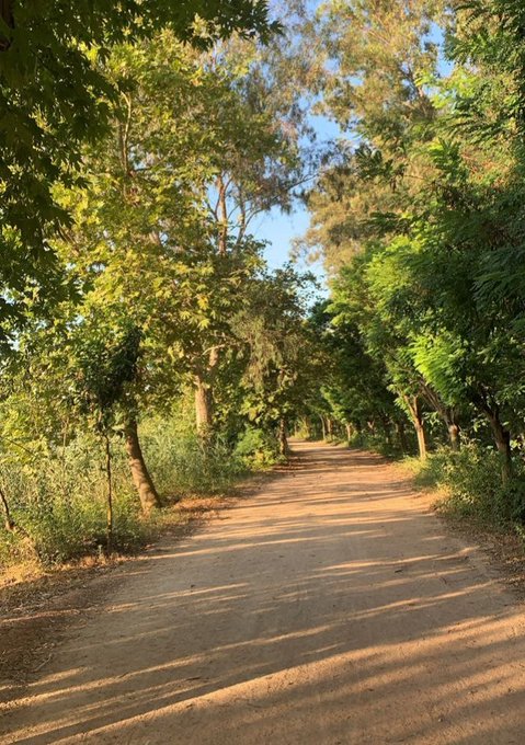 A dirt road lined with lush green trees on both sides under a clear blue sky, with sunlight filtering through the foliage onto the path.