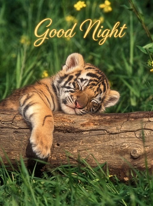An adorable tiger cub sleeping with its paw draped over a log in a grassy field with yellow flowers, with "Good Night" written in gold cursive text at the top.
