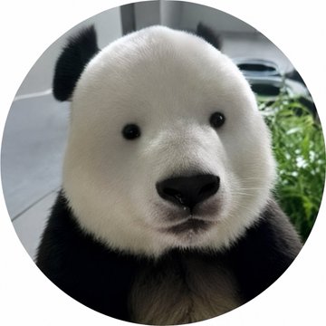 A close-up circular crop shows a fluffy giant panda with distinctive black ears but notably missing the traditional black eye patches, giving it an unusually pale, round face. The rare animal's appearance has drawn comparisons on social media to Biao, a meme character associated with the $BNB token.