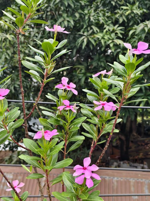 The image features a group of pink flowers with green leaves, which are part of a plant growing near a fence or wall. The flowers appear to be in full bloom, adding color and life to the scene. The background consists of trees, providing a natural setting for the flowers. The focus on this particular flower arrangement highlights its beauty and the connection between nature and human-made structures.
