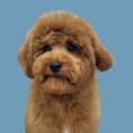 A fluffy brown poodle-mix dog looks directly at the camera against a solid blue background.
