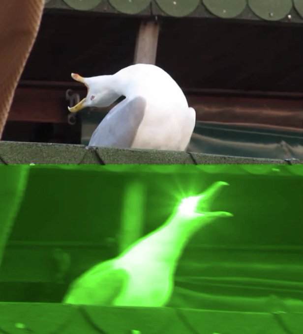 A white seagull with its beak open sits on a roof in the top image, while the bottom image shows the same bird transformed into a glowing green neon silhouette, evoking the meme-like "art is everywhere" NFT aesthetic referenced in the post.
