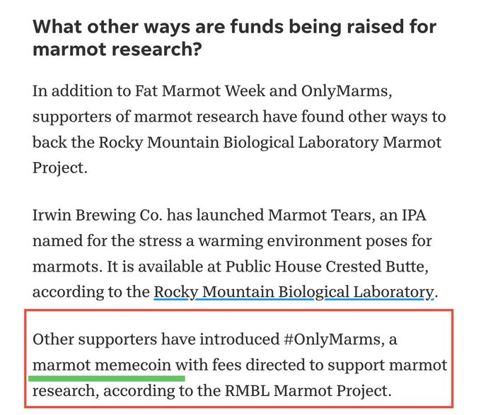 **Caption:** An article excerpt highlighting alternative funding methods for marmot research, including Irwin Brewing Co.'s "Marmot Tears" IPA and the #OnlyMarms memecoin (highlighted in red) whose fees support the RMBL Marmot Project.

**Connection to post:** The accompanying post ("HBrfYZgeLKdSvBBGnGkvAK4563pq8oBGpgNFAaespump") appears to be the contract address for the #OnlyMarms memecoin mentioned in the highlighted text, which directs fees toward marmot research at the Rocky Mountain Biological Laboratory.